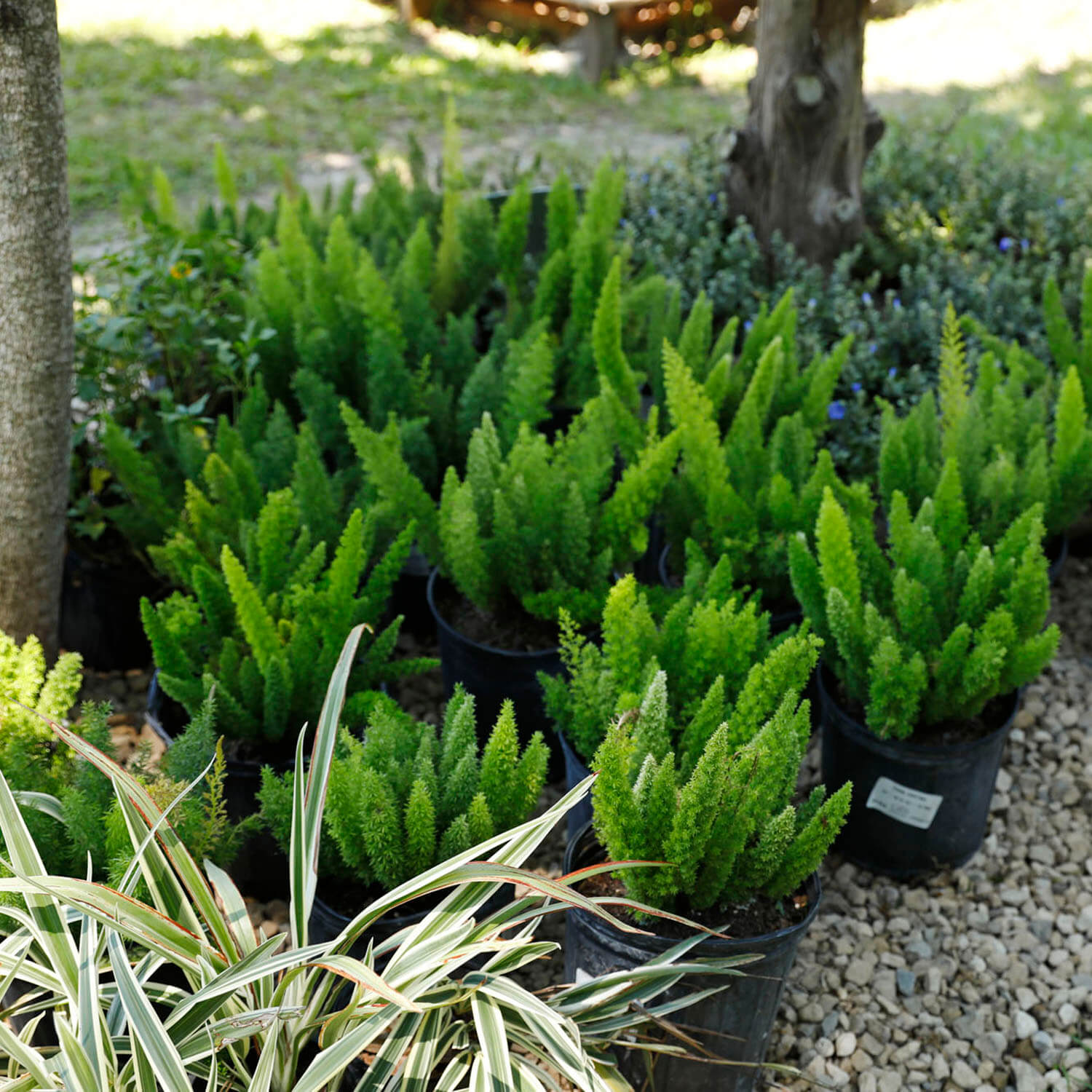 garden center image
